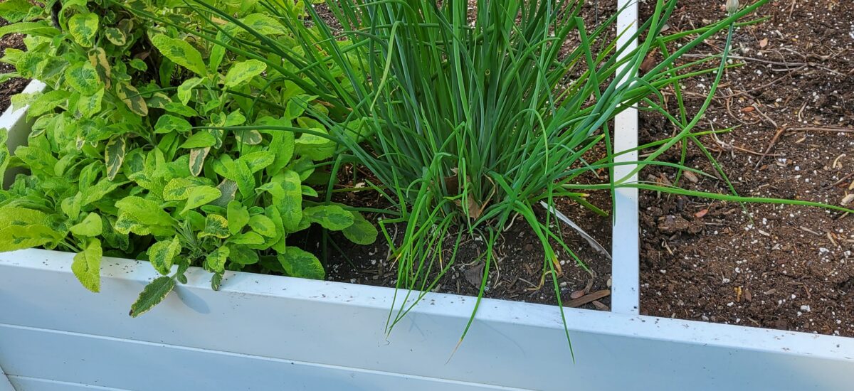 Coriander Chefs Herb Garden